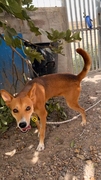 COOPER Image 5